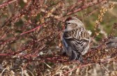 carduelis_flammea_flammea_q.jpg